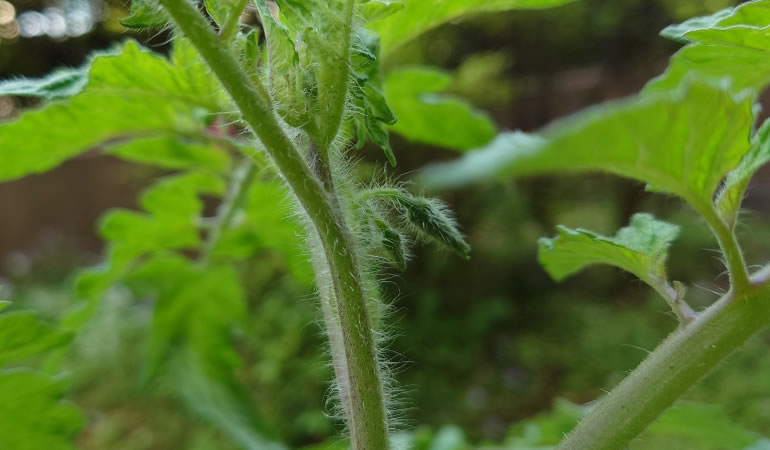 桃太郎トマトの蕾