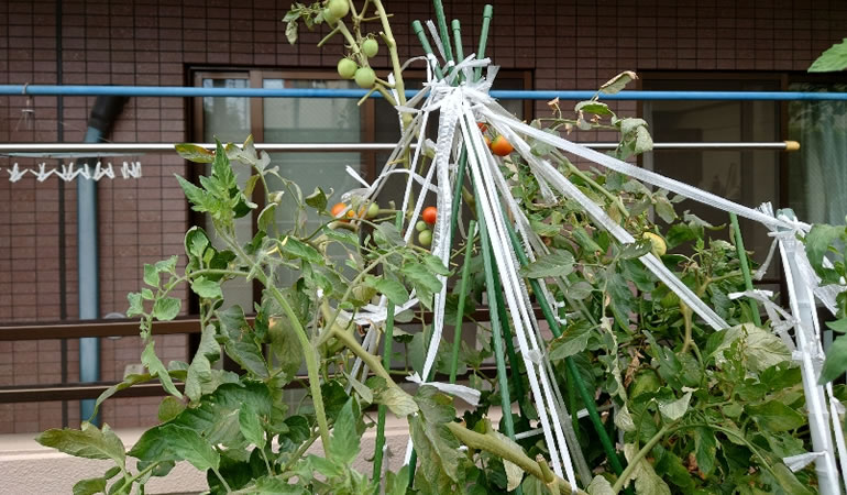 トマトとビニールひも