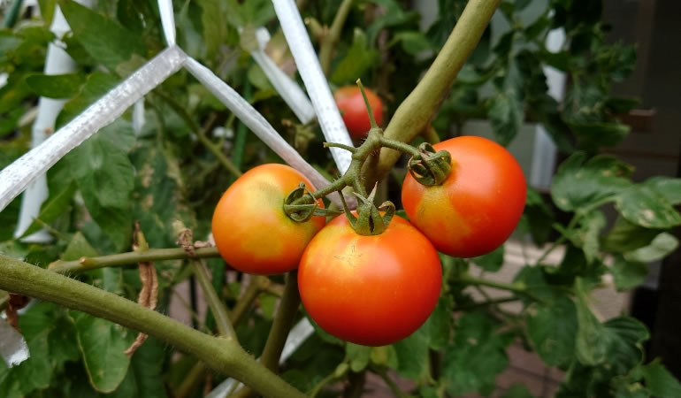 終わりの近いトマト