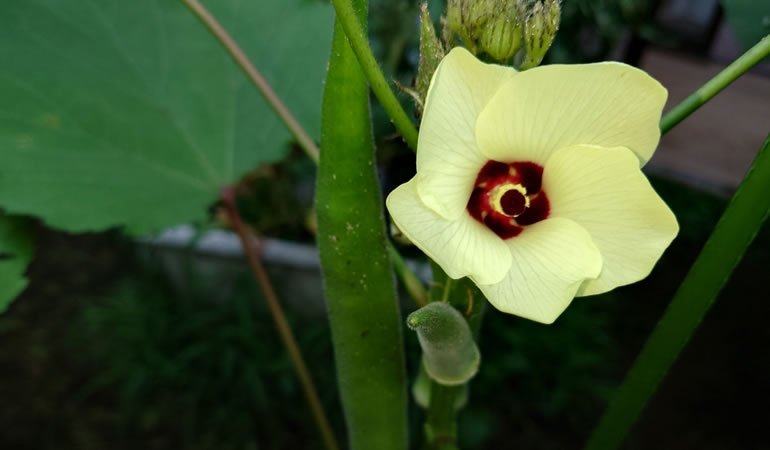 オクラの花