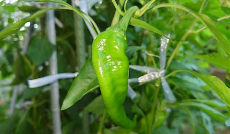 万願寺とうがらし