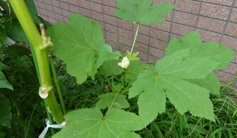 小さなオクラのアップ