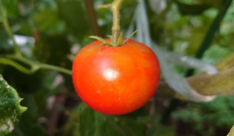 真っ赤なトマト