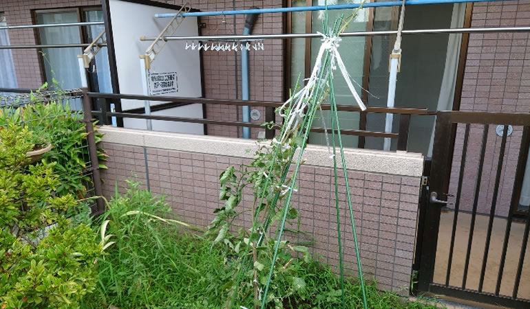 トマトの最後の姿