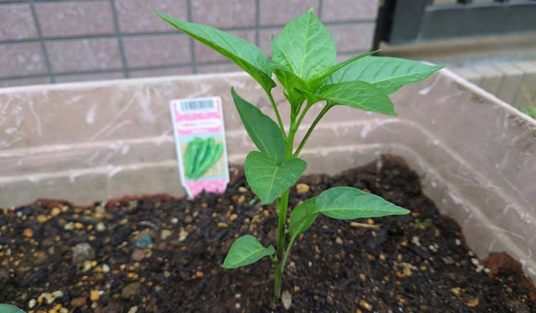 万願寺とうがらし