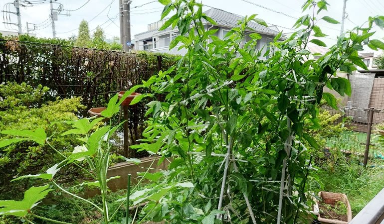 大きくなったジャンボ青唐