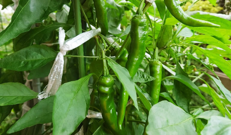 万願寺とうがらし