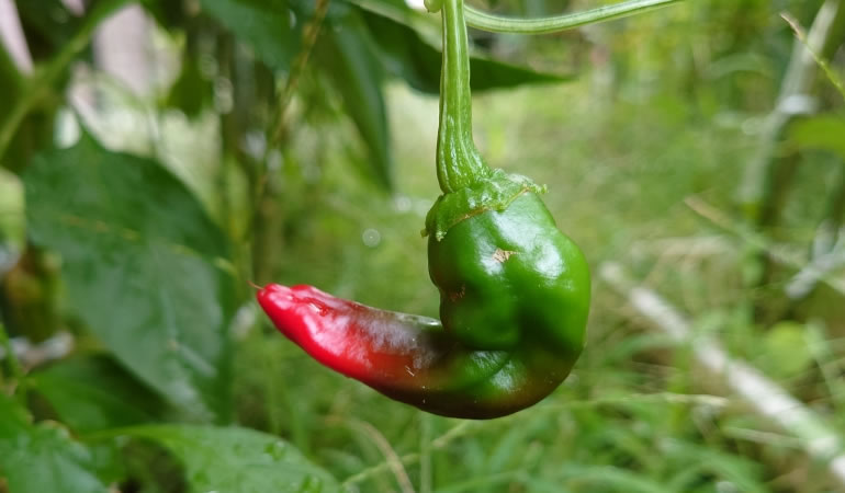 赤くなってきた万願寺とうがらし