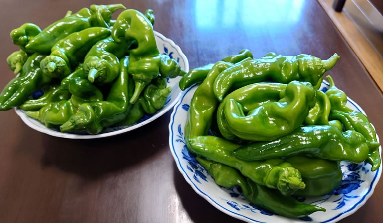 収穫した青唐辛子