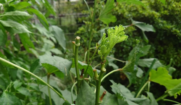 オクラの新芽？