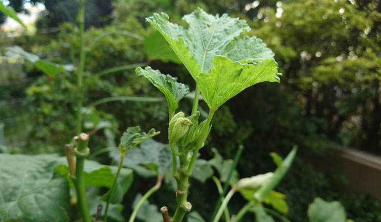 オクラの芽？