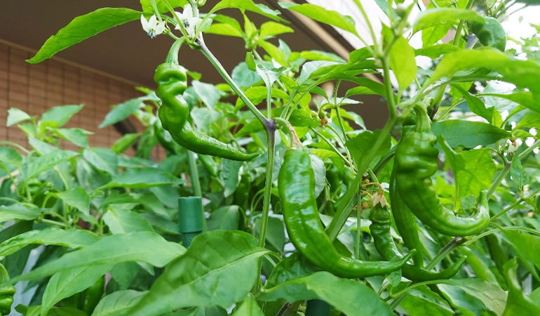 万願寺とうがらし