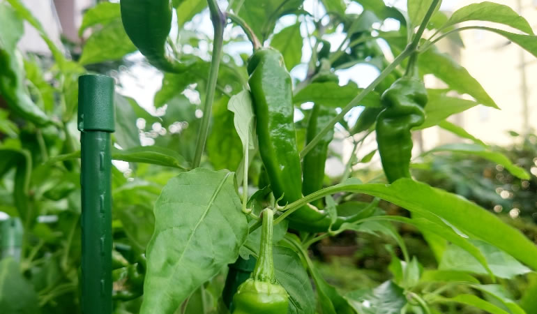 万願寺とうがらし