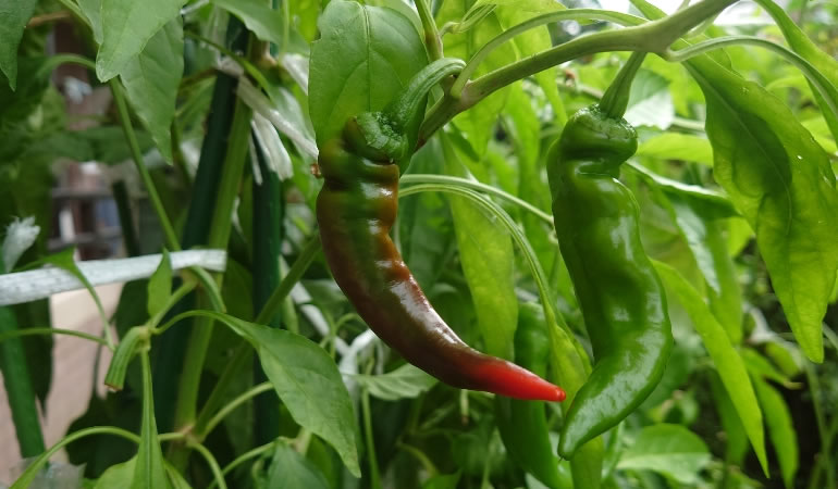 赤くなってきた万願寺とうがらし