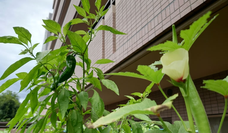 オクラと青唐辛子