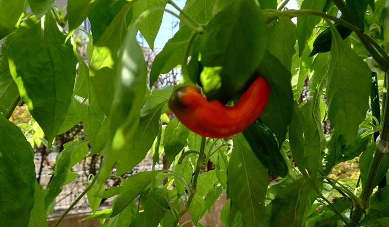 赤くなった青唐辛子
