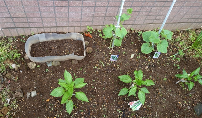 つるありインゲン