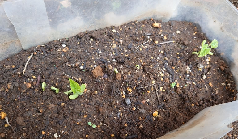 つるありインゲン