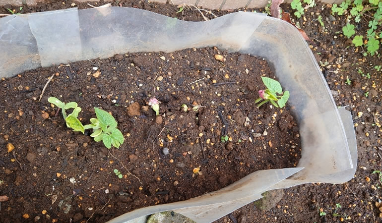 つるありインゲン