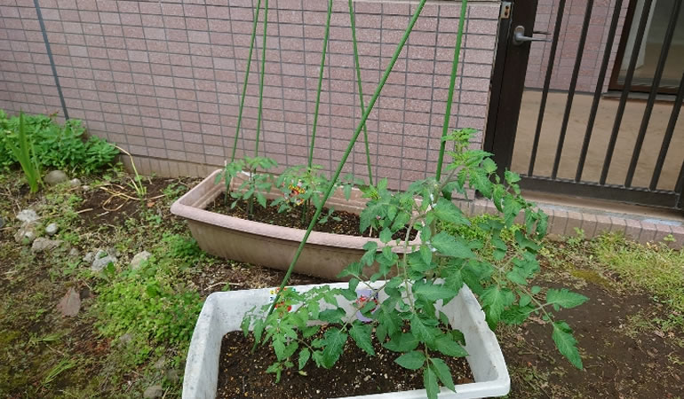 トマトの支柱