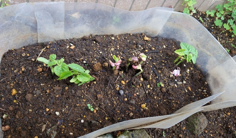 つるありインゲン