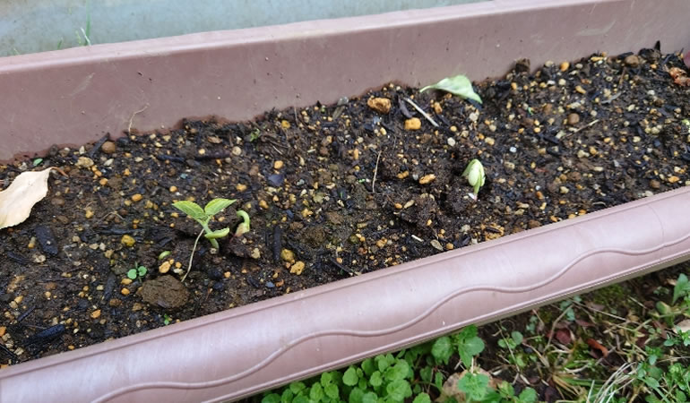 つるありインゲン　プランター