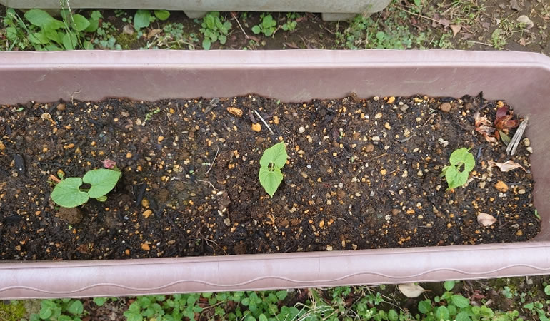 つるありインゲン