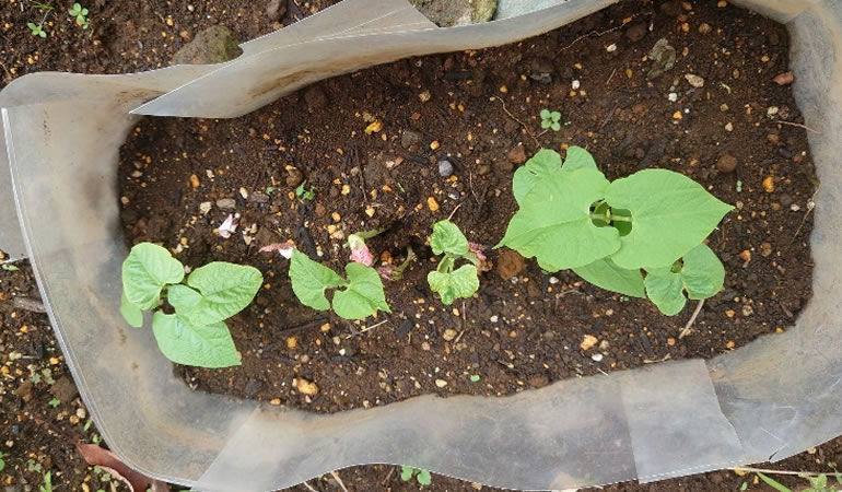 つるありインゲン