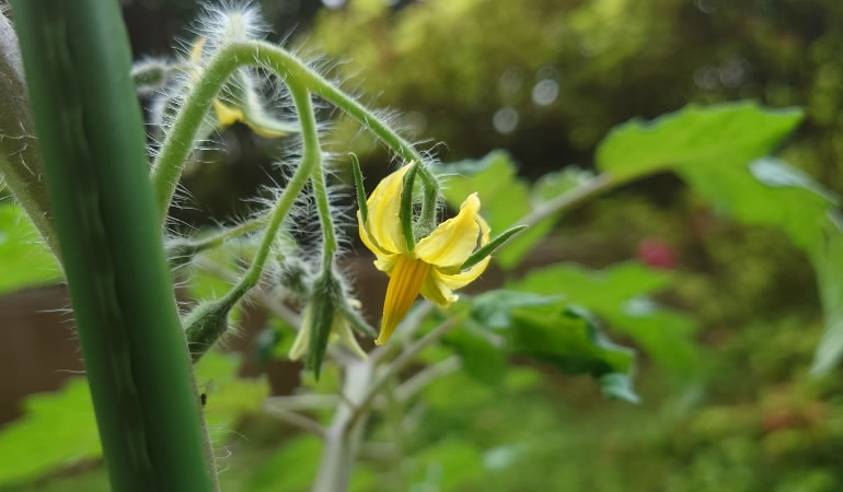 桃太郎トマトの花
