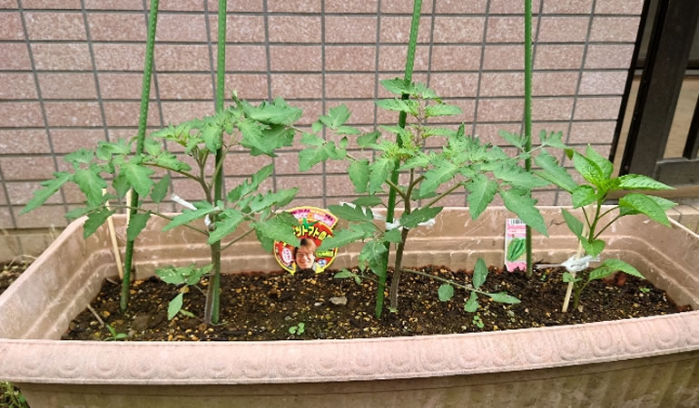 フルーツトマト