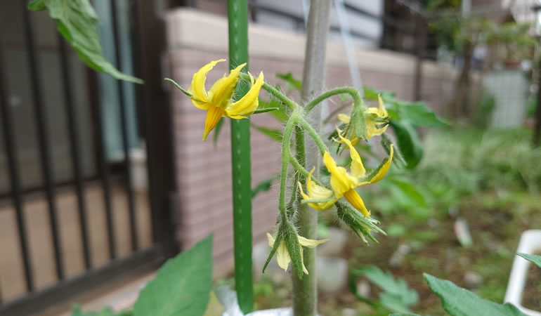 桃太郎トマトの花たち