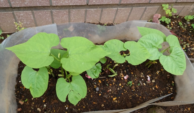 つるありインゲン