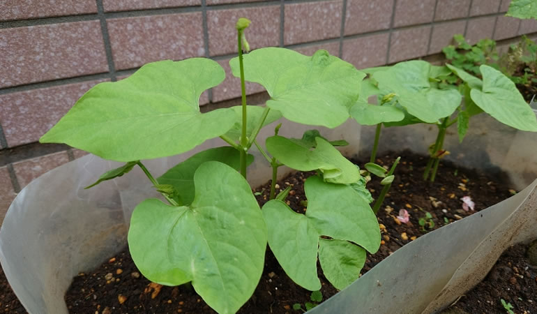 つるありインゲン