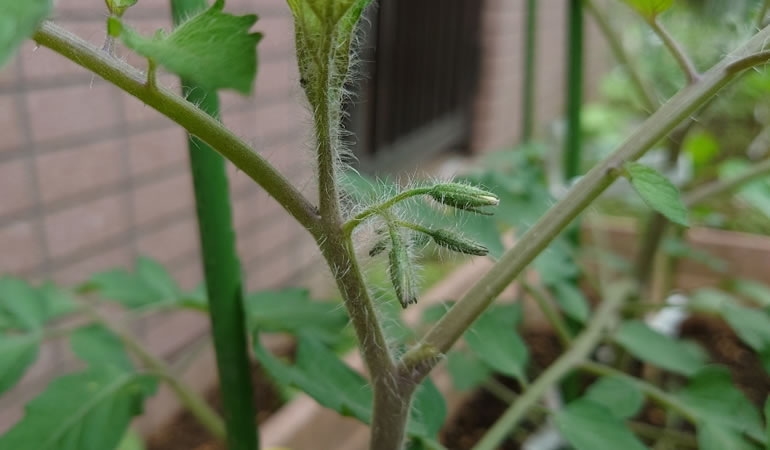 フルーツトマトの蕾