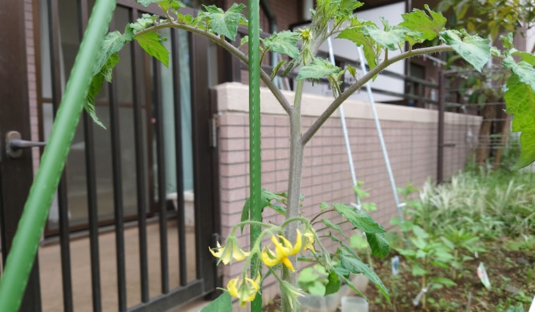 桃太郎トマトの蕾が