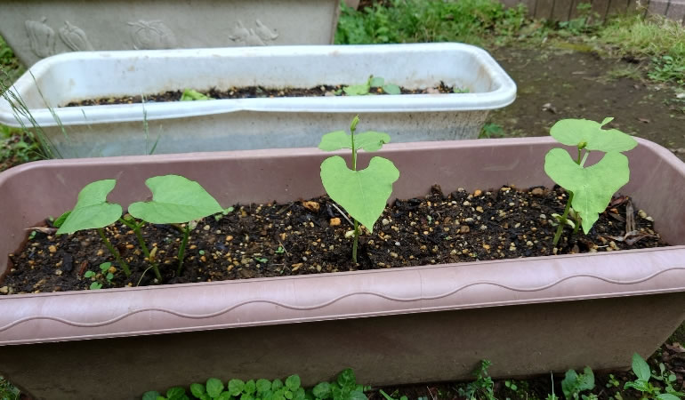 つるありインゲン