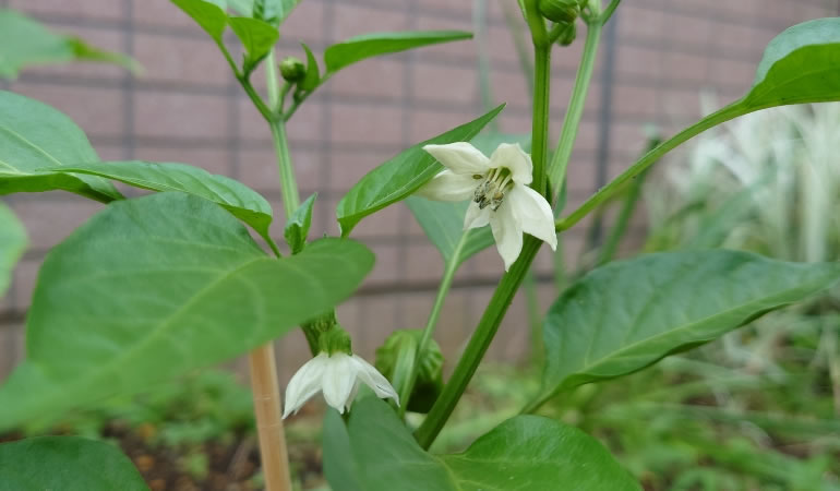 ピーマンの花