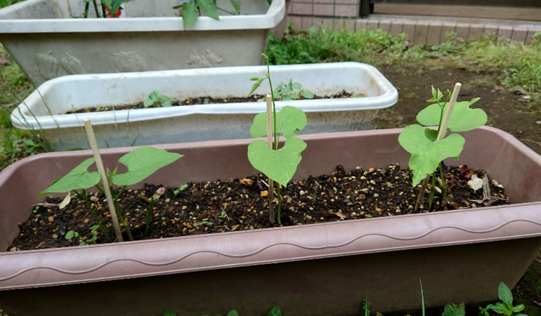 つるありインゲン