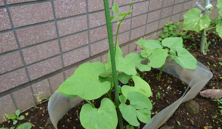 つるありインゲン