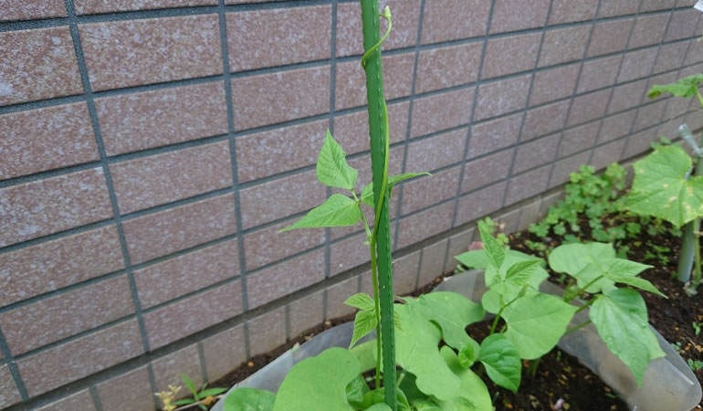 つるありインゲン