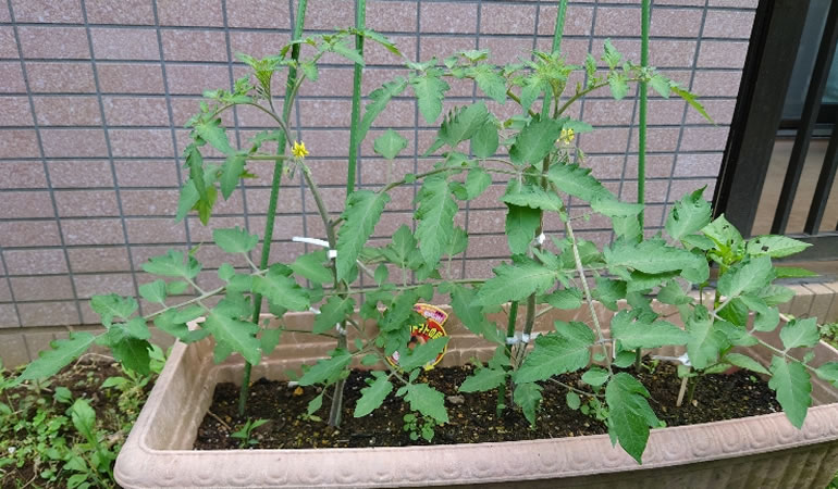 フルーツトマト