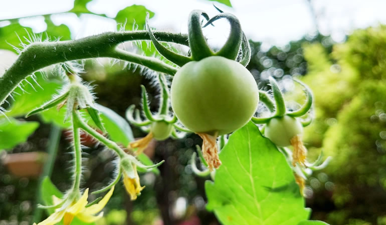 複数のトマトの実