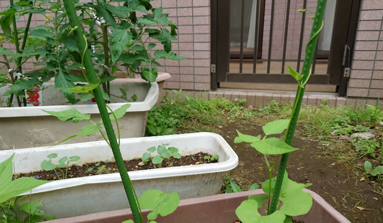 つるありインゲン