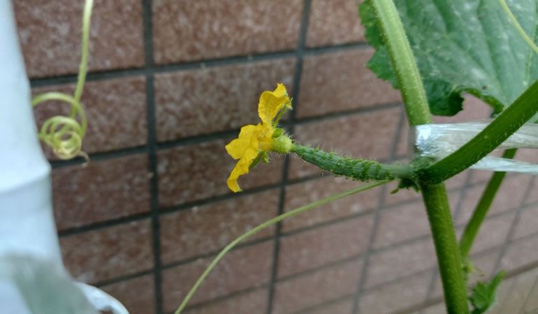 キュウリの花