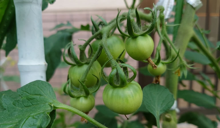 トマトの実　鈴生り