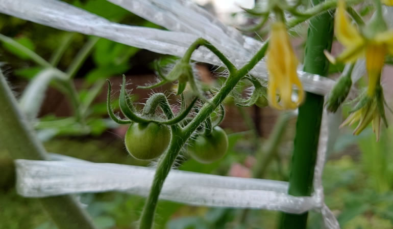 トマトの実　フルーツトマト