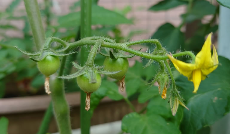 トマトの実　ルビートマト