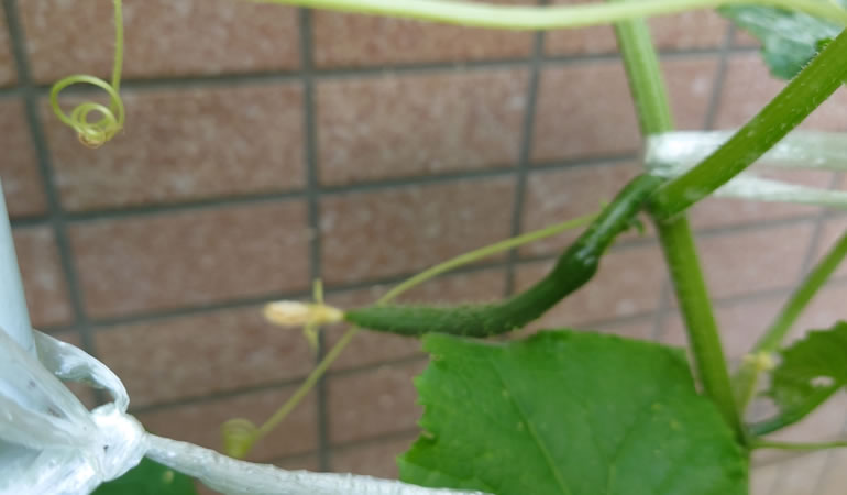 キュウリ