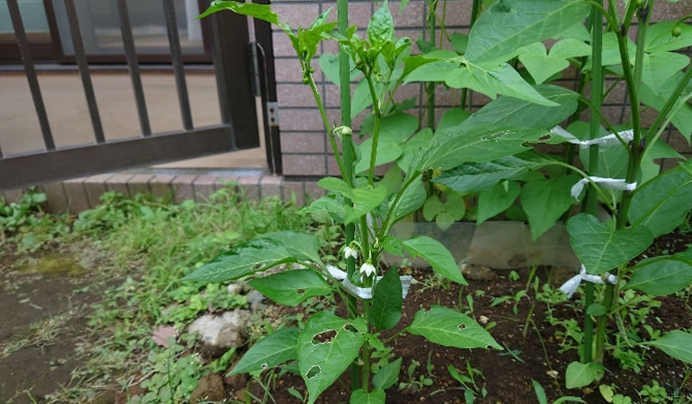 万願寺とうがらし