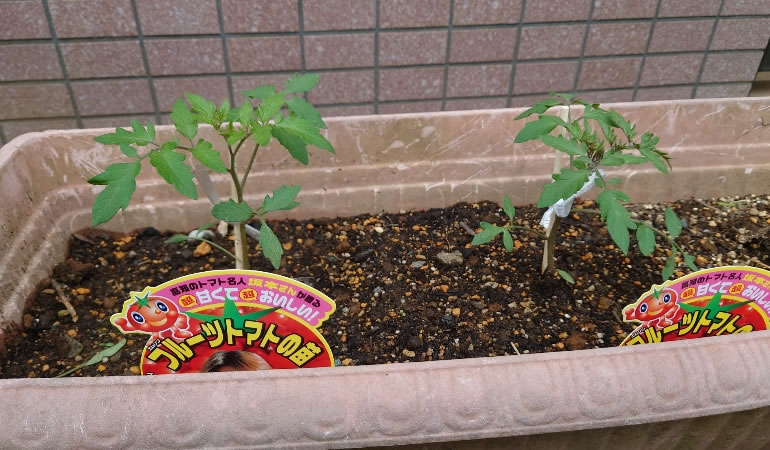 フルーツトマト